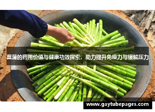 菖蒲的药用价值与健康功效探索，助力提升免疫力与缓解压力